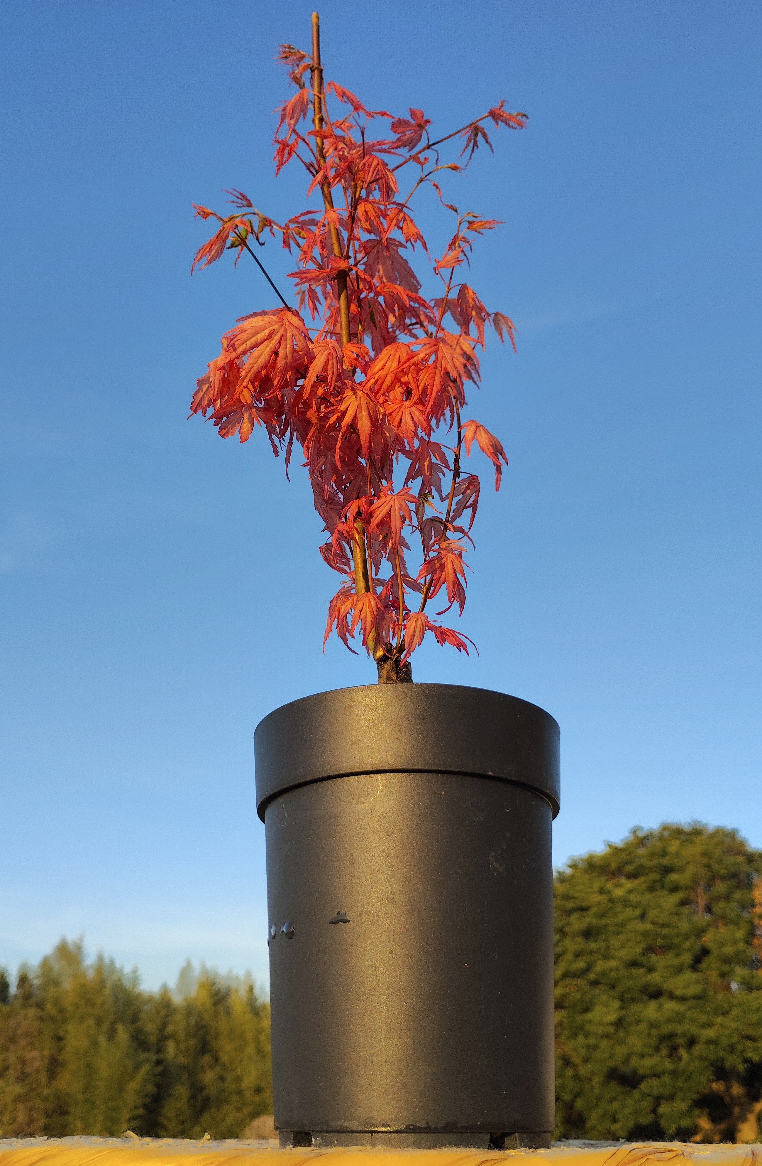 紅葉「テイラー」