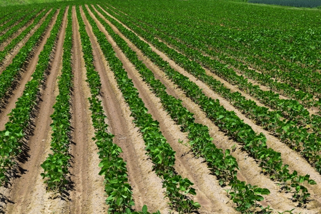 フィランサス・ミラビリス