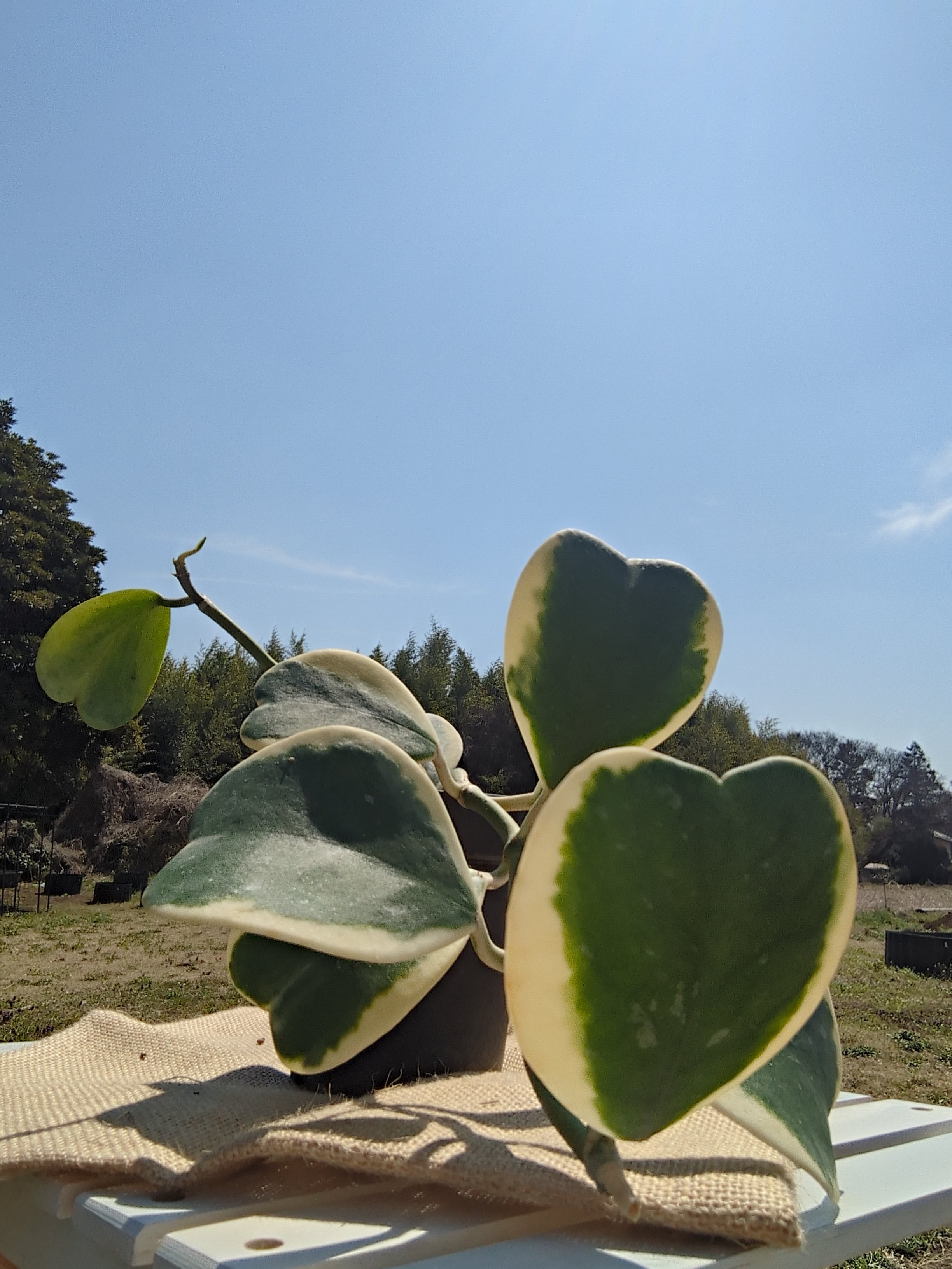 ホヤ・カーリー 斑入り（ラブラブハート）