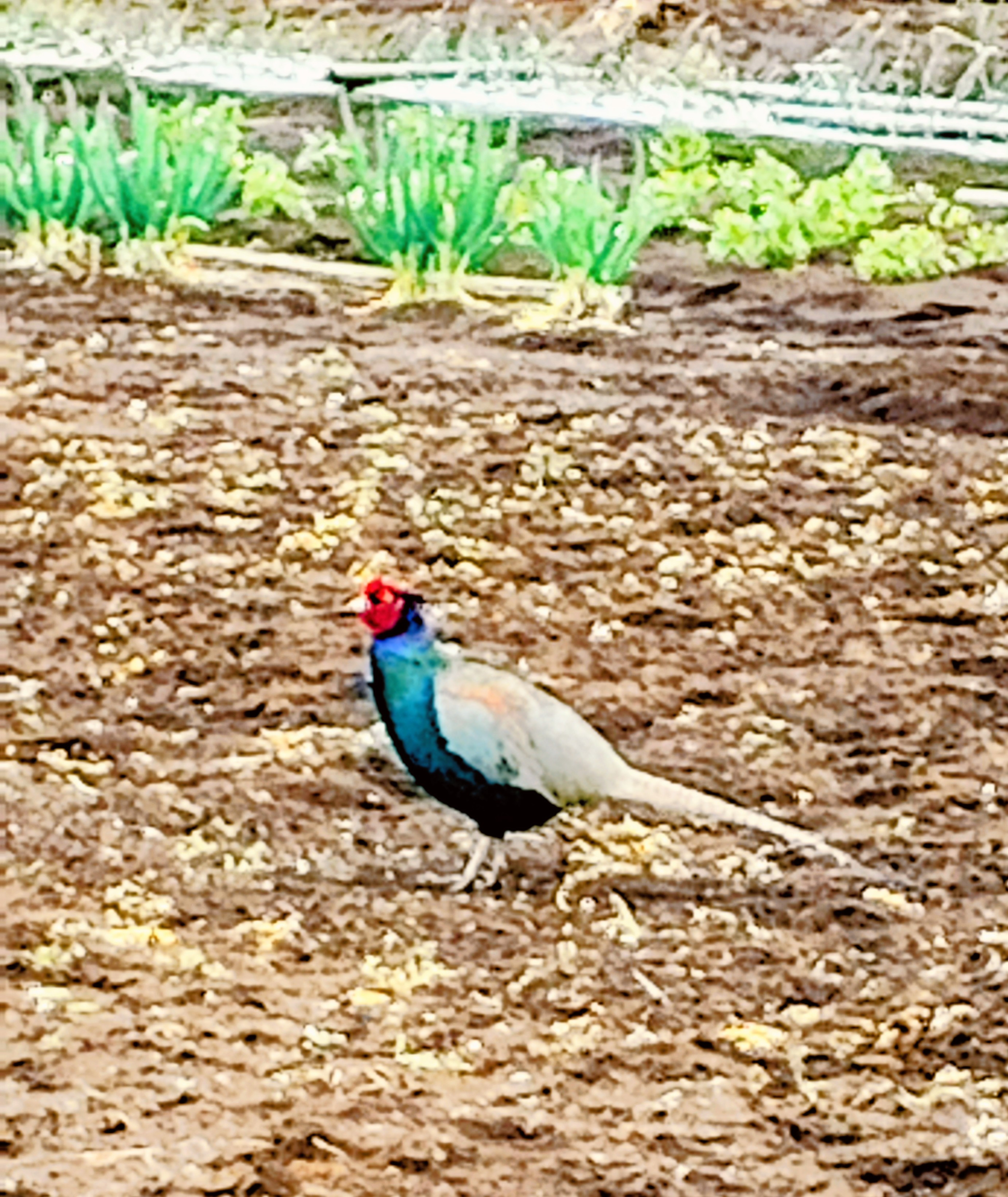 【農園のゲスト】今年もキジがやってきました