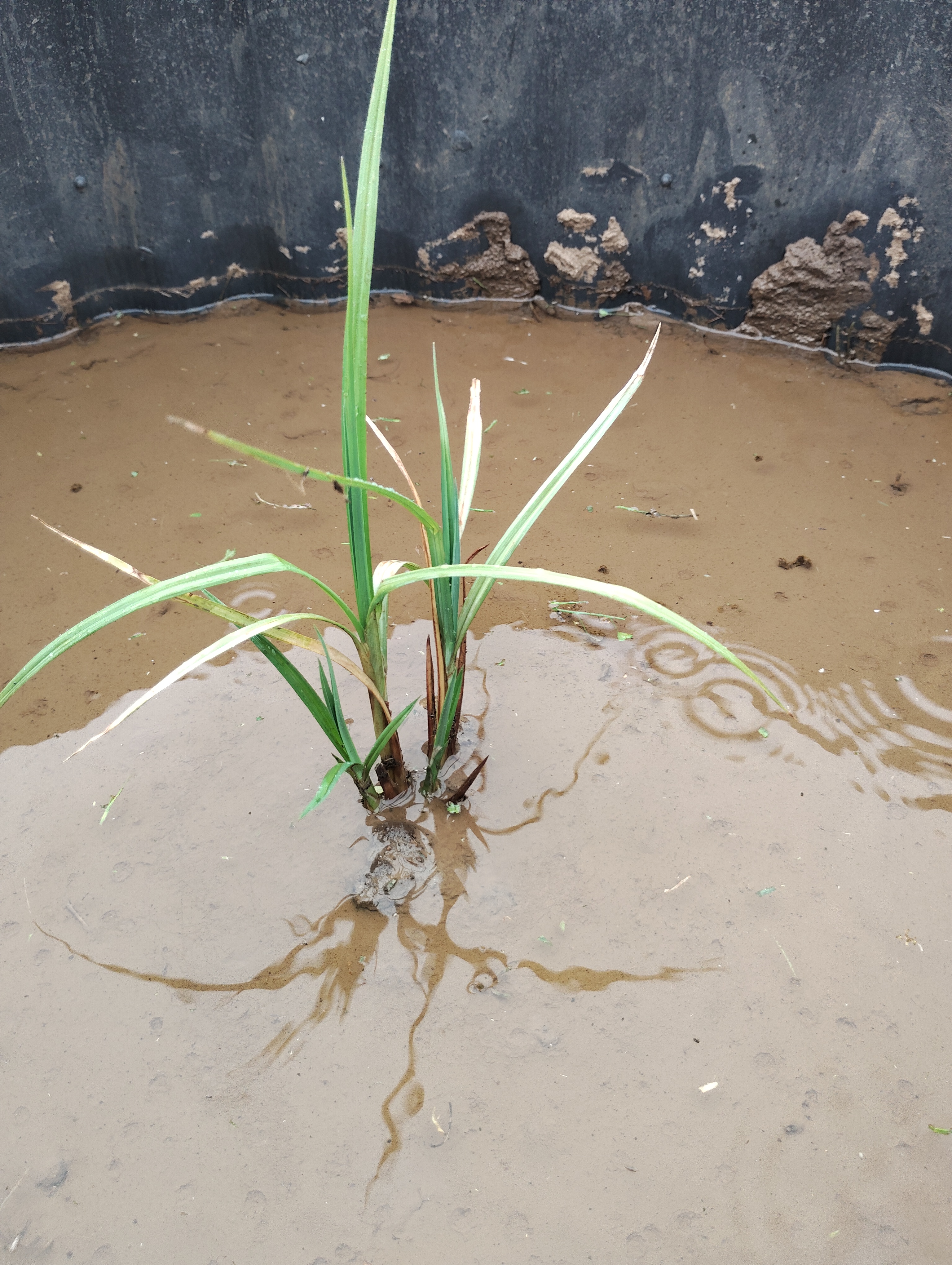 ​【真菰】マコモを植え付けました！