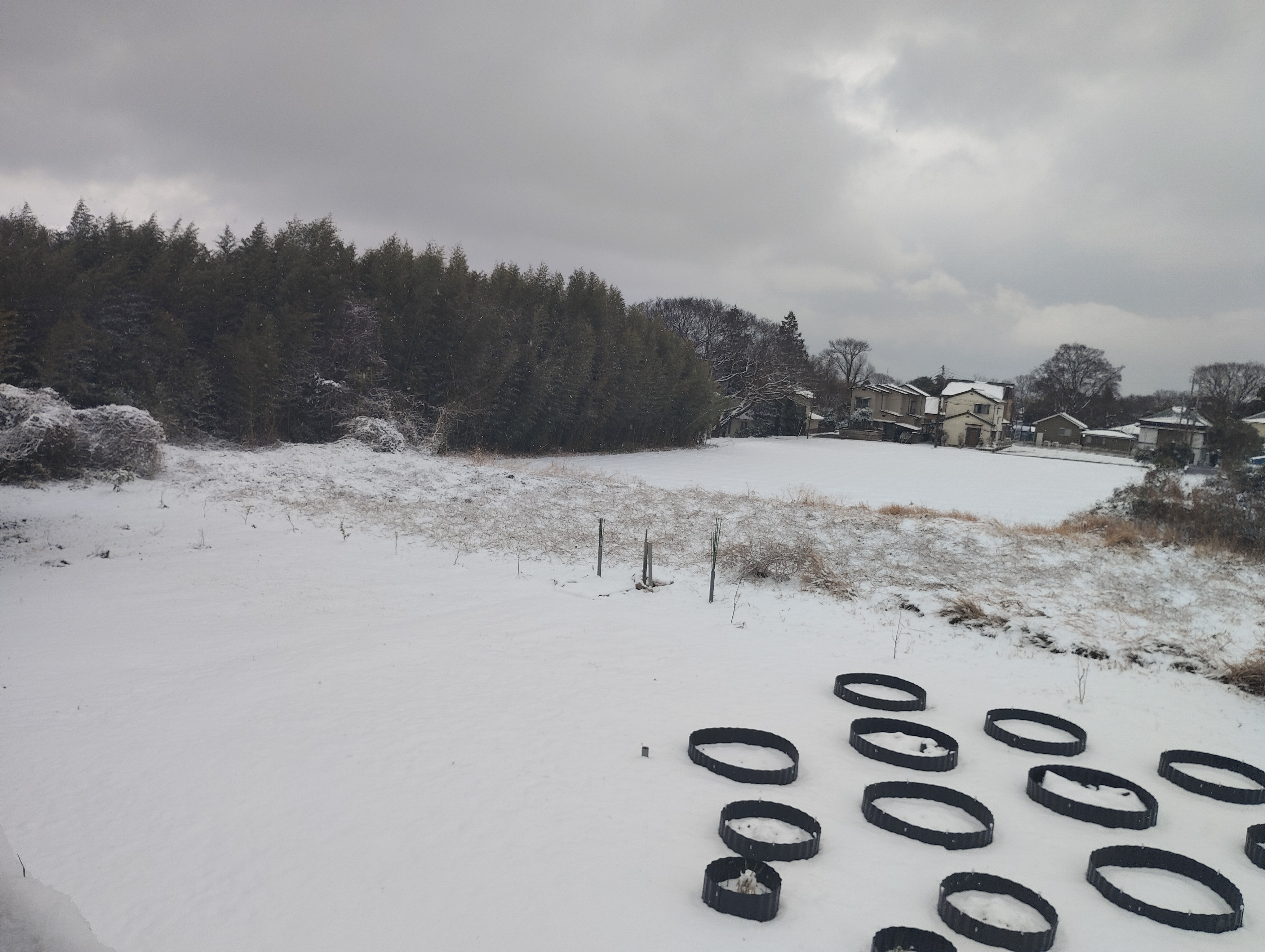 雪の下で眠る次の主役たち
